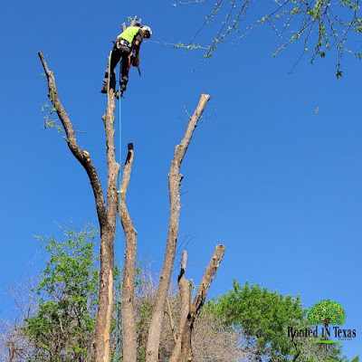 What is the Cheapest Time of Year for Tree Removal in Cedar Park, TX?