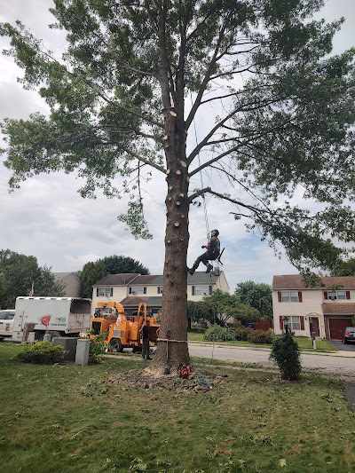 How Much Does Tree Trimming Cost in York, PA?