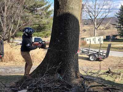 What is the Cheapest Time of Year for Tree Removal in York, PA?