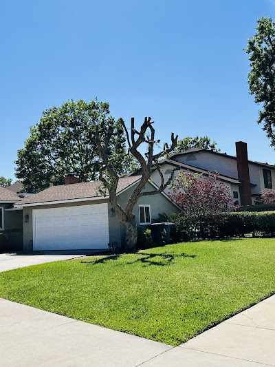 Tree Service in Verdemont, CA: Common Signs of Tree Stress During Changing Seasons