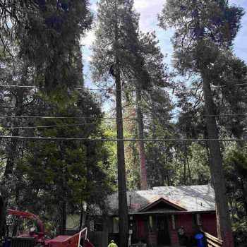 What Actually Affects the Cost of Tree Service in Verdemont, CA?