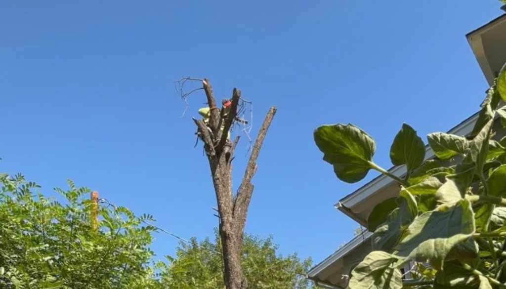 What to Check Before Removing a Tree Near Cimmeron, San Bernardino, CA