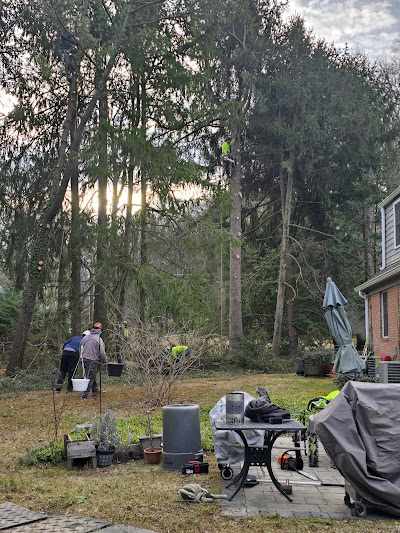 How Much Does Tree Removal Cost in Baltimore, MD?