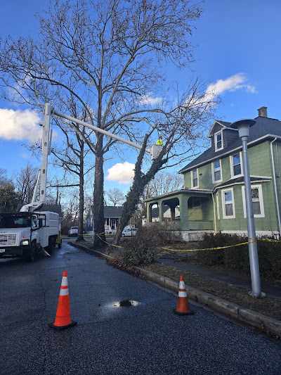 Can Seniors Get Free Tree Cutting Service in Baltimore, MD?