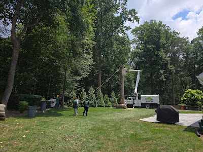 What is the Cheapest Time of Year for Tree Removal in Baltimore, MD?