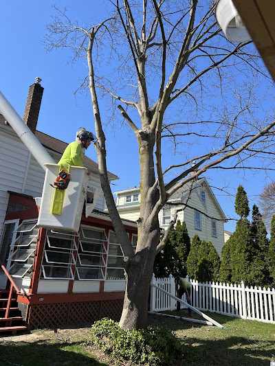 How Much Does Tree Removal Cost in Rochester, NY?