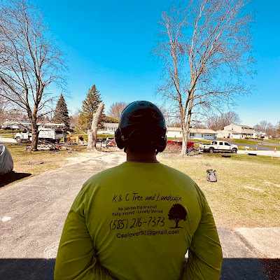 Who is Responsible for Removing a Tree That Falls on Your Property in Rochester, NY?