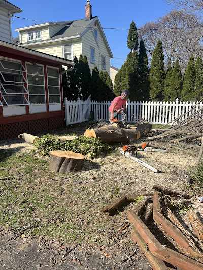 What is the Average Cost of Tree Removal in Rochester NY?
