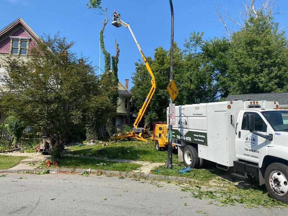 How Much Does Tree Removal Cost in Buffalo, NY?