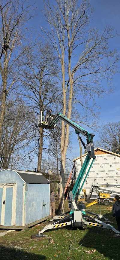 Who Is Responsible for Removing a Tree That Falls on Your Property in Buffalo, NY?