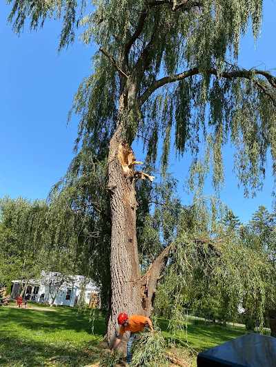 What is the Average Cost of Tree Removal in Buffalo, NY?