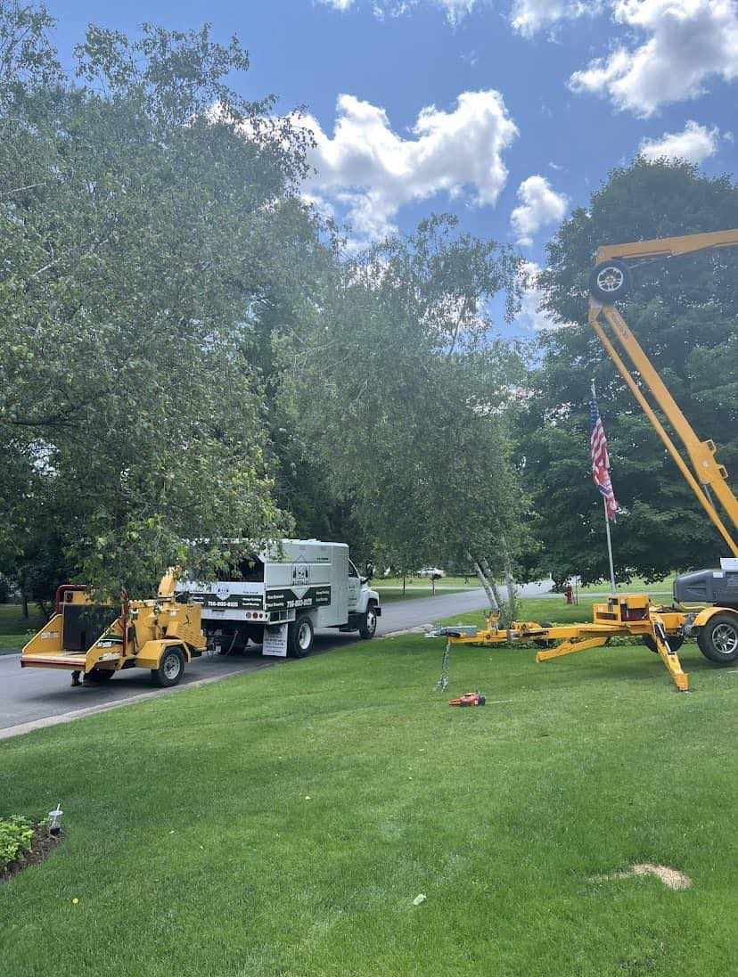Tree Removal vs. Tree Trimming: A Homeowner's Guide for Lancaster Lighthouse