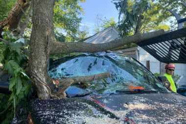 Tree Service in Lake View, NY: How Seasonal Weather Can Affect Your Trees