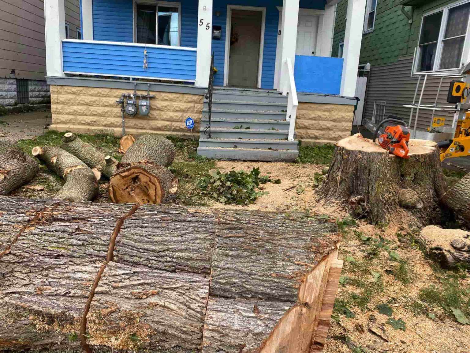 How to Identify Unsafe Trees Around Your Orchard Park, NY Home