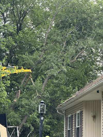 Tree Service in Lititz, PA: How Seasonal Weather and Tree Growth Shape Local Properties