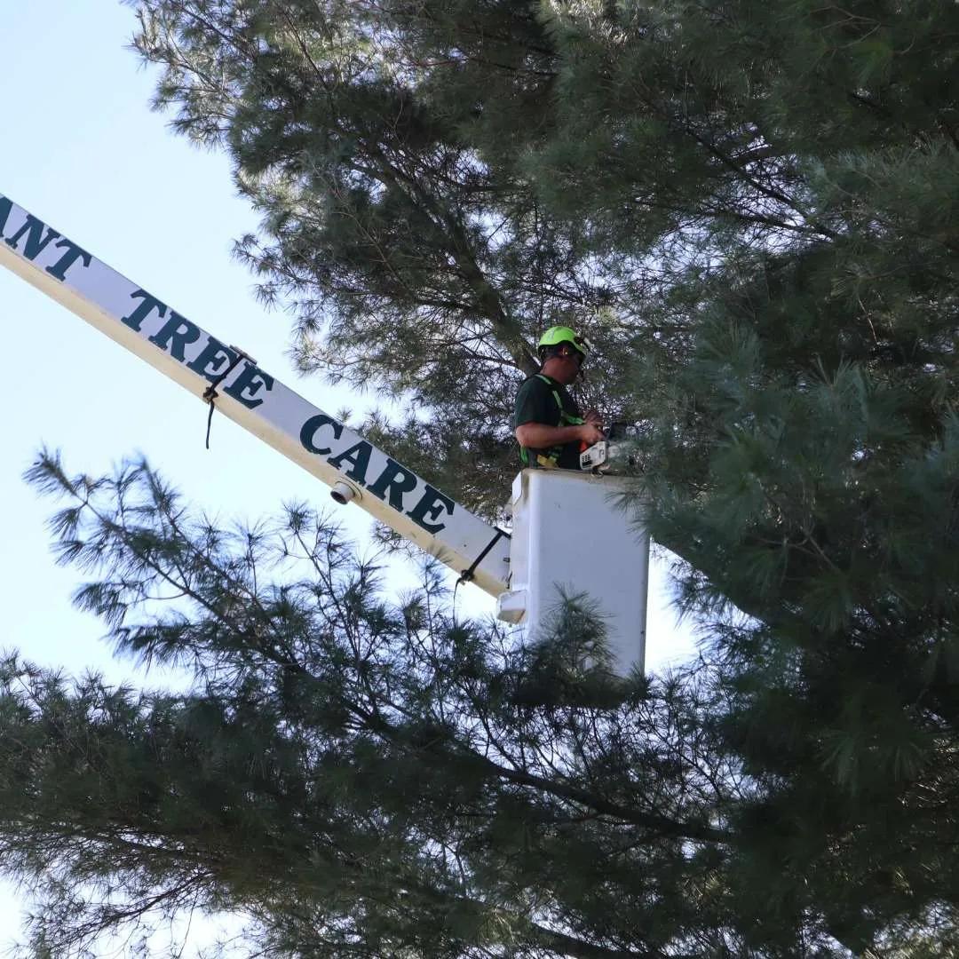Why Dead Branches Are a Bigger Risk Than Many Homeowners Realize in Limerick Community Park