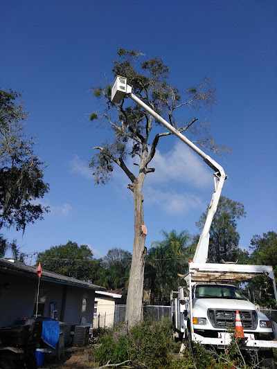 How Much Does Tree Trimming Cost in Lakeland, FL?