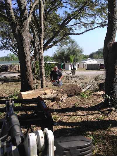 How to Reduce the Cost of Tree Removal in Lakeland, FL?