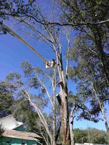 What is the Average Cost of Tree Removal in Lakeland, FL?