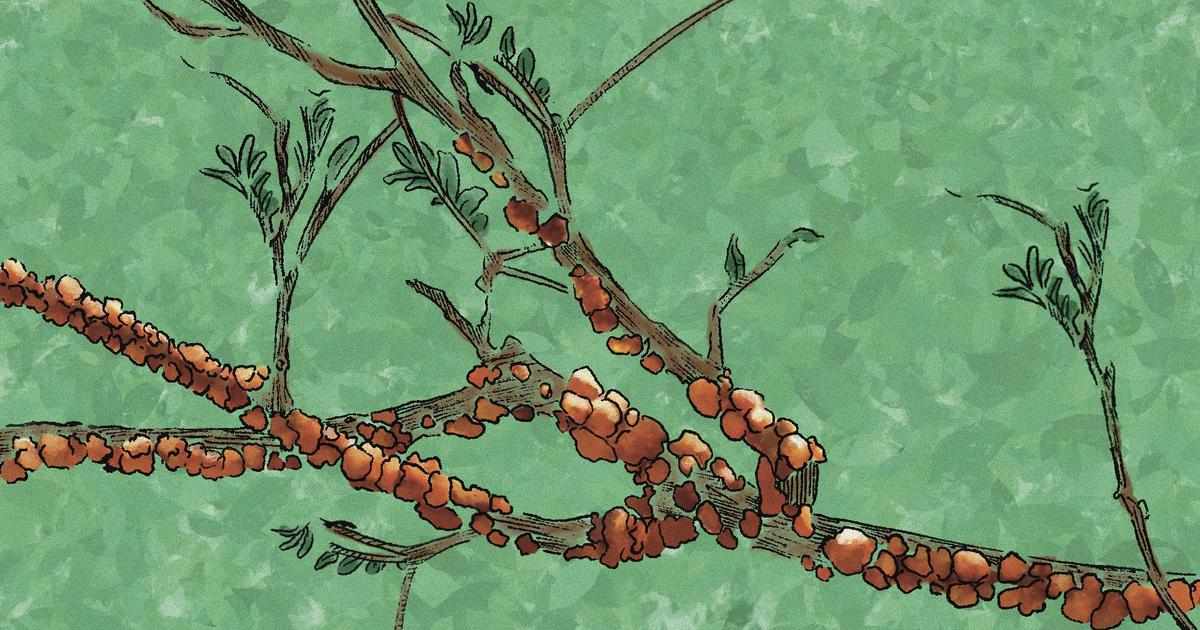 This yield from Jharkhand’s trees might hold the key to rural livelihoods