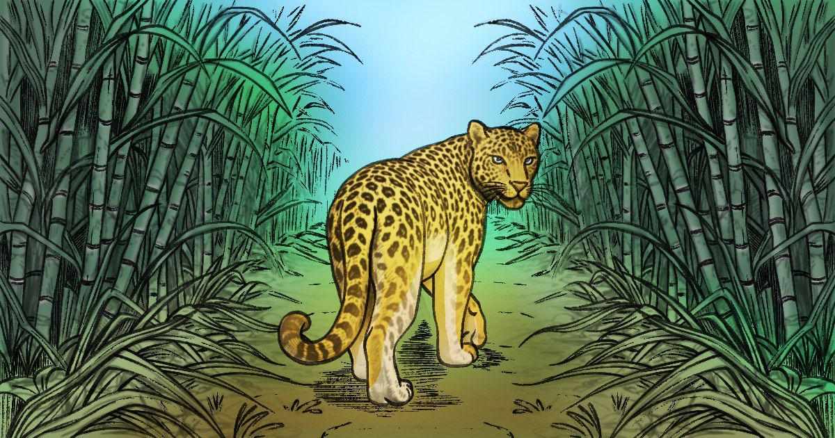 How sugarcane farming fuelled a rise in leopard attacks in Maharashtra