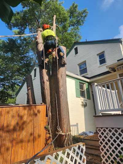 How Much Does Emergency Tree Removal Cost in Lakeview, MI?