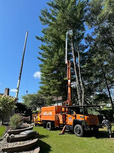 Is it Cheaper to Trim a Tree or Cut It Down in Lakeview, MI?