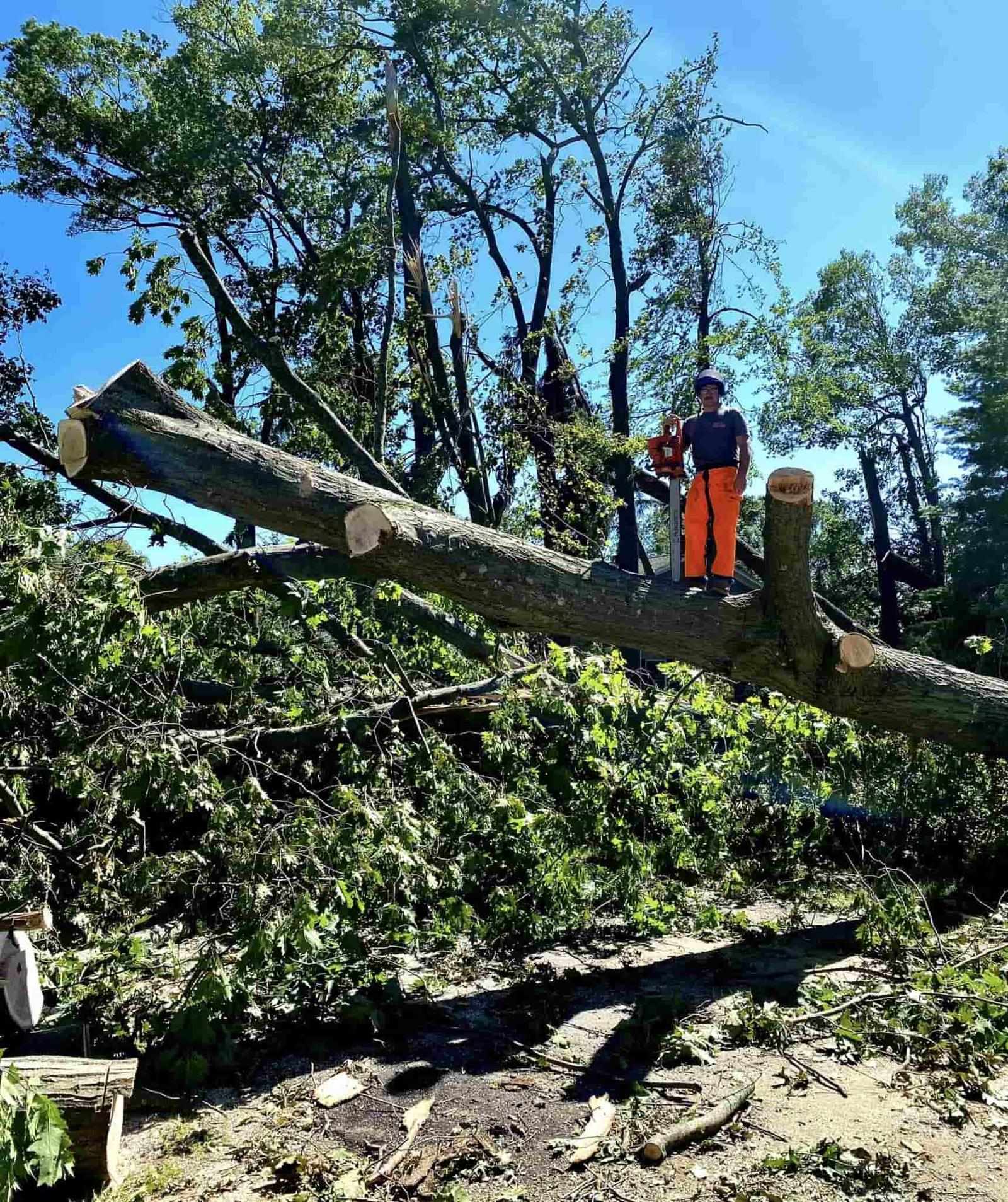 What is the Average Cost of Tree Removal in Lakeview, MI?