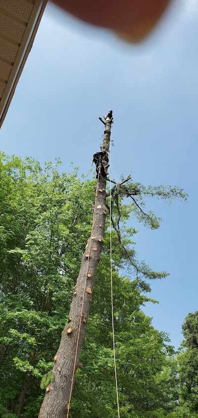 What is the Cheapest Time of Year for Tree Removal in Lakeview, MI?