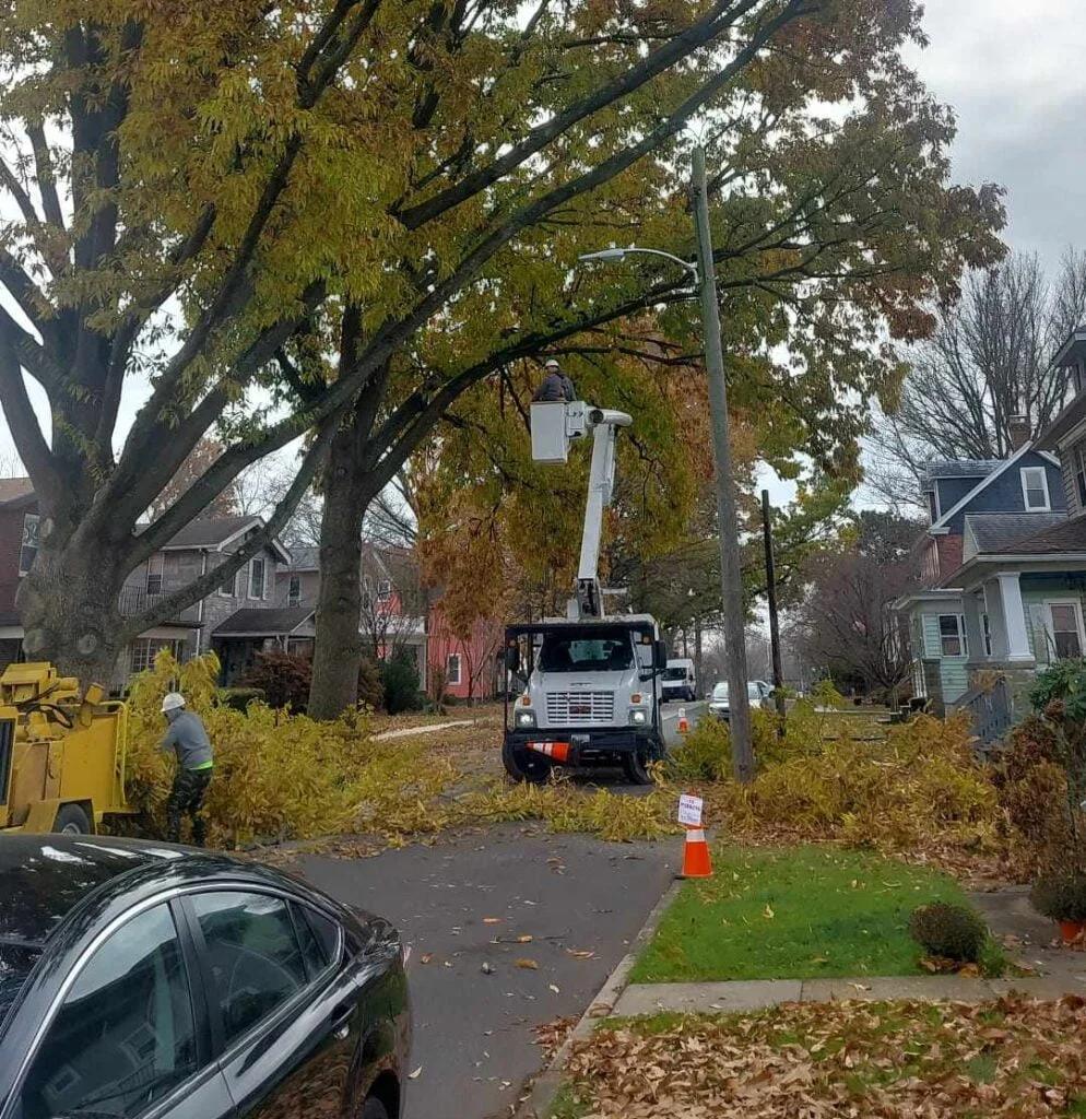 How Much Does Tree Removal Cost in Shreveport, LA?