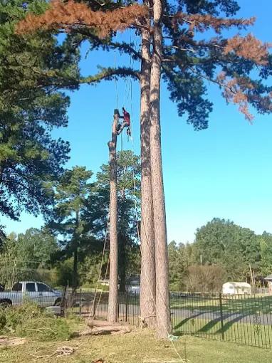 Tree Service in Jenkins Subdivision-Pinecroft Subdivision, Shreveport, LA