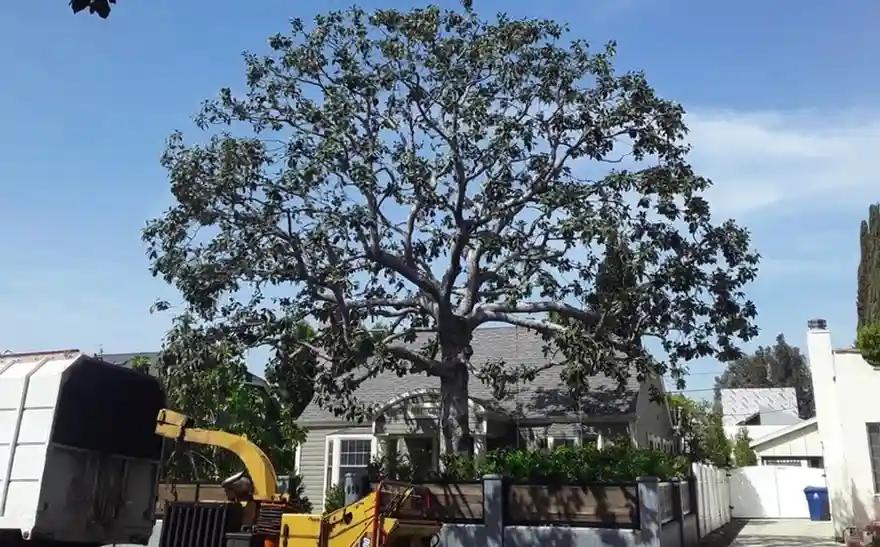 Why Is Affordable Tree Service Miami So Popular Among Homeowners?