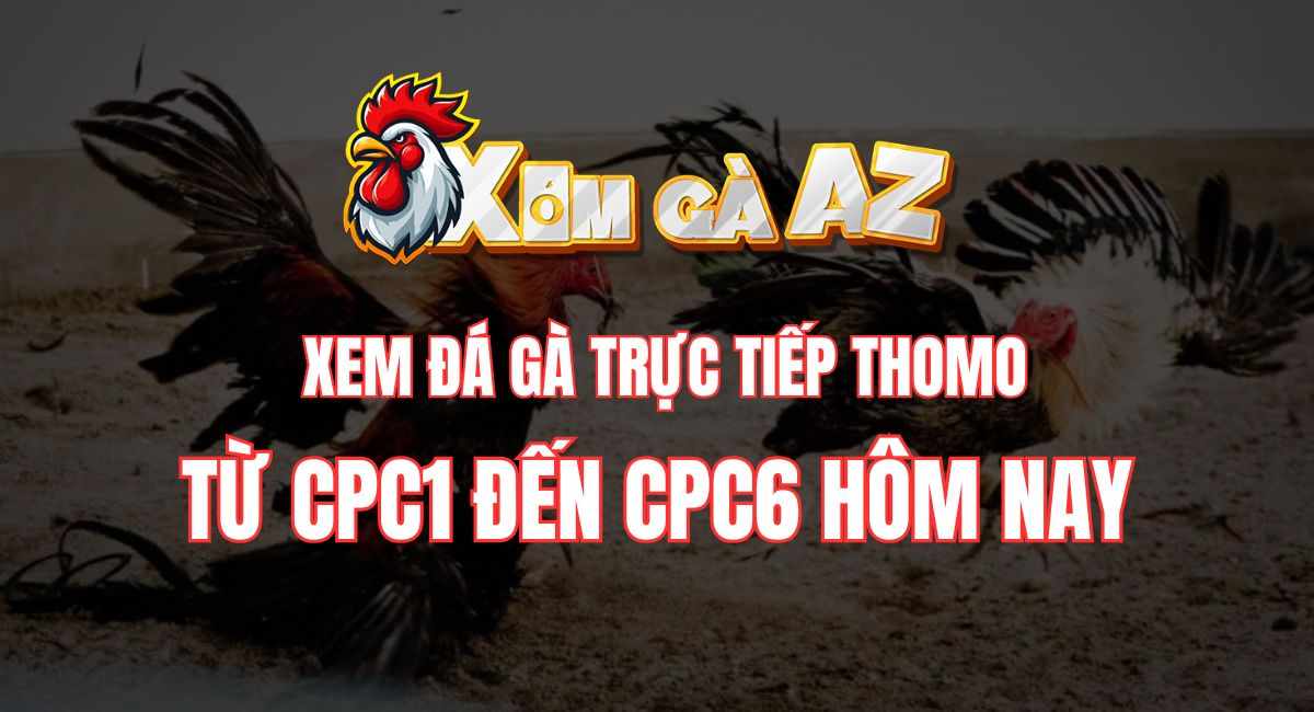 XÓM GÀ AZ ⭐️ XEM ĐÁ GÀ TRỰC TIẾP THOMO TỪ CPC1 ĐẾN CPC6 HÔM NAY
