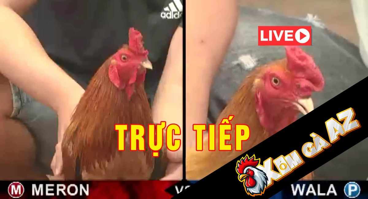 Trực Tiếp Bồ CPC1 Mới Nhất Tại Xóm Gà AZ