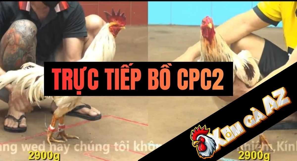 Trực Tiếp Bồ CPC2 Mới Nhất Tại Xóm Gà AZ