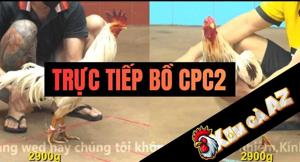 Trực Tiếp Bồ CPC2 Mới Nhất Tại Xóm Gà AZ