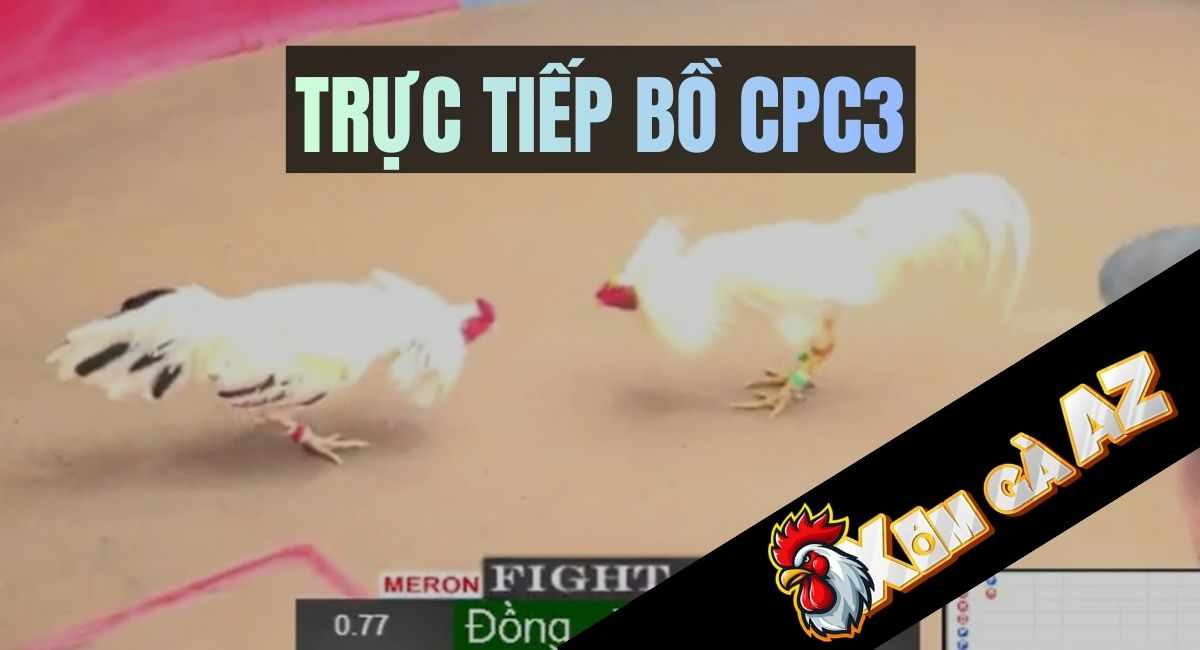 Trực Tiếp Bồ CPC3 Mới Nhất Tại Xóm Gà AZ