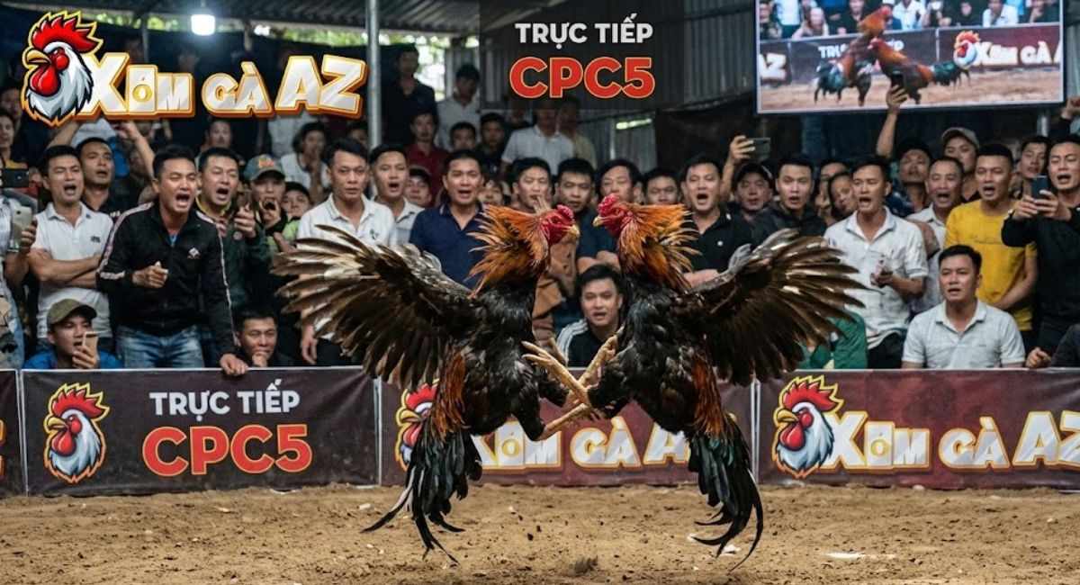 Trực Tiếp Bồ CPC5 Mới Nhất Tại Xóm Gà AZ