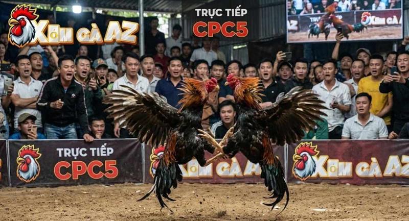 Trực Tiếp Bồ CPC5 Mới Nhất Tại Xóm Gà AZ