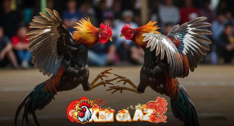 Phát Lại CPC1 – Xem Lại Các Trận Đá Gà Tại Bồ Gà CPC1 Trên Xóm Gà AZ