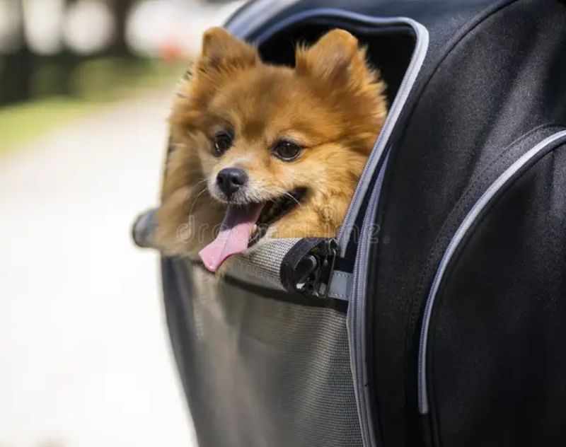 Stylish and Practical Pet Washing Dog Accessories For A Tail-Wagging Experience