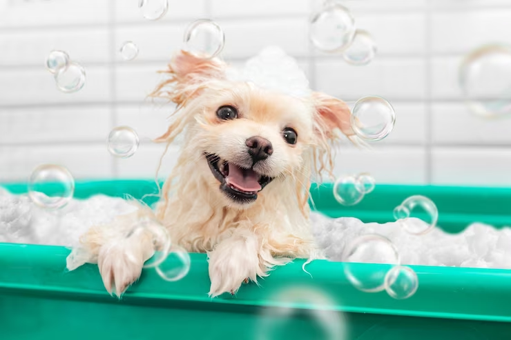 Don't Neglect Your Furry Friend's Hygiene - Buy Quality Washing Accessories