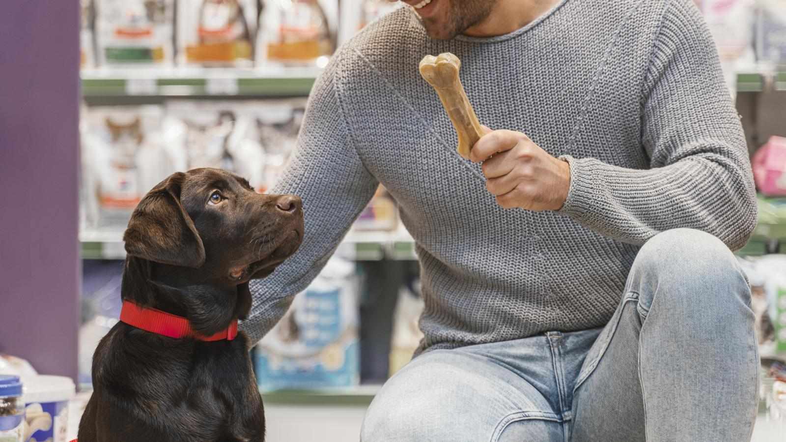 How to Choose the Best Accessories for Your Pet Friend?