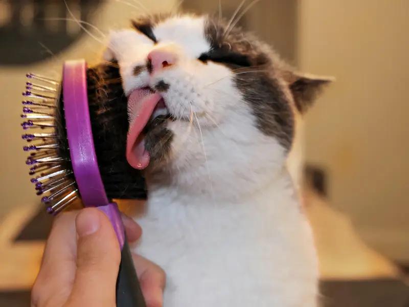Revolutionize Your Cat’s Oral Care with a Self-Cleaning Toothbrush