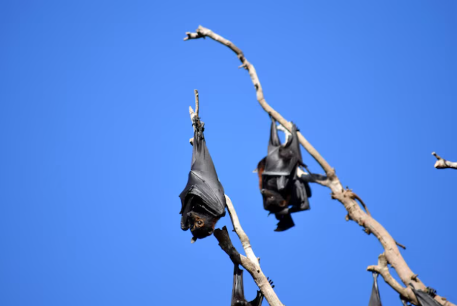 Hearing Fluttering or Squeaking at Night? Signs You Need Bat Removal