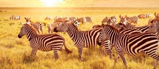 Chasing the Horizon: Embracing the Timeless Rhythm of East Africa