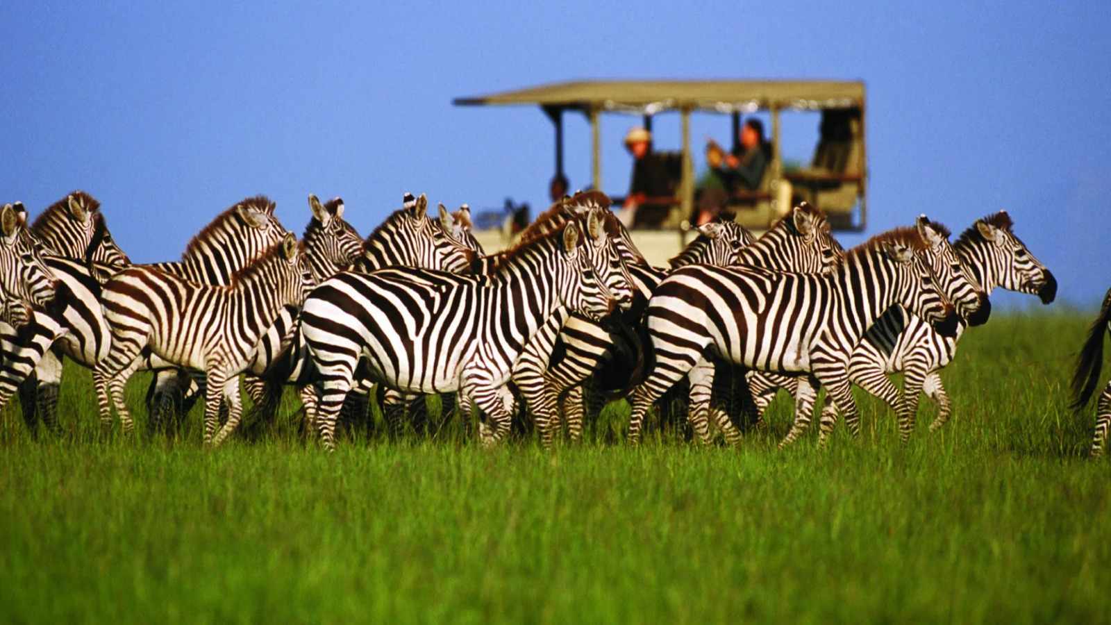Unforgettable African Horizons: Choose KLA Adventures for Exceptional Tanzania Safari Tours