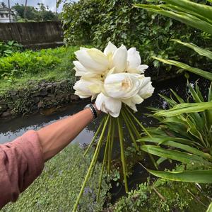 CHAPTER 43 | LOTUS