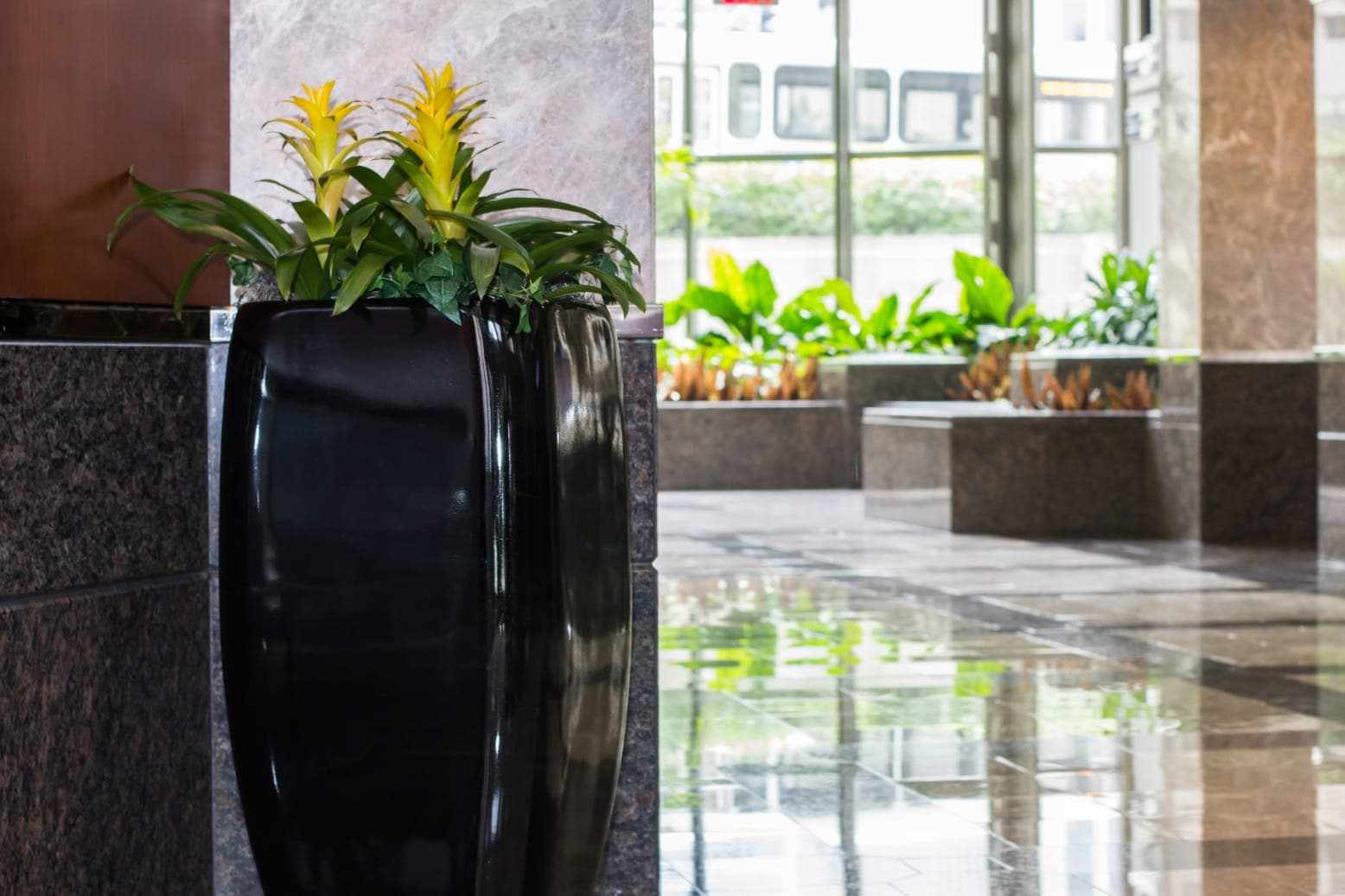 DC’s Most Popular Interior Plant Styles of 2025
