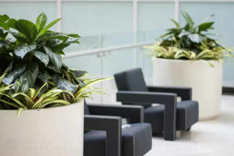 Office Plant Design Pricing: What Businesses Should Expect